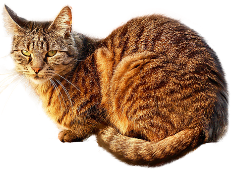 Tabby Cat Black Background PNG Image