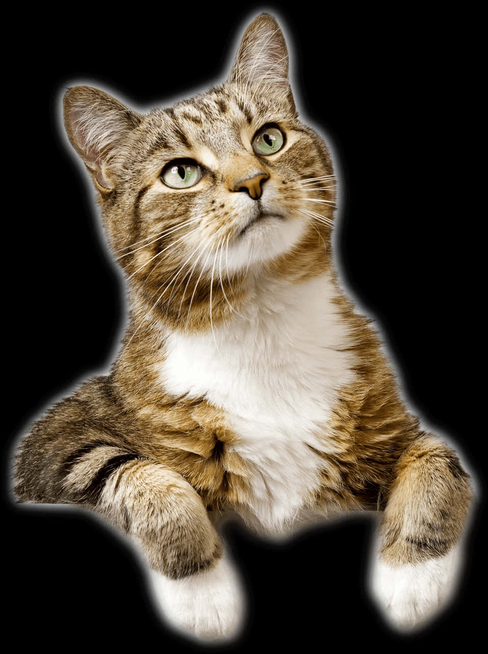 Tabby Cat Looking Upward.jpg PNG Image