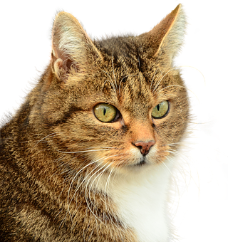 Tabby Cat Portrait Black Background PNG Image