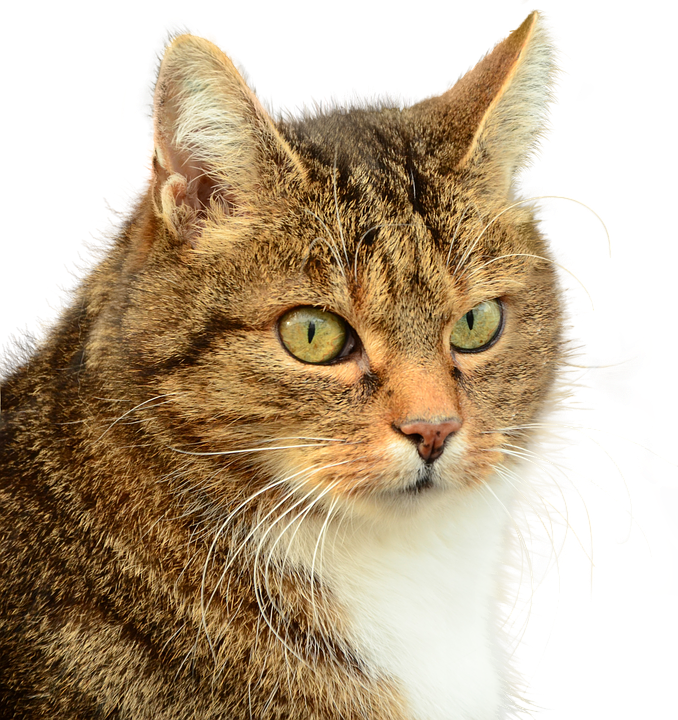 Tabby Cat Portrait Image PNG Image