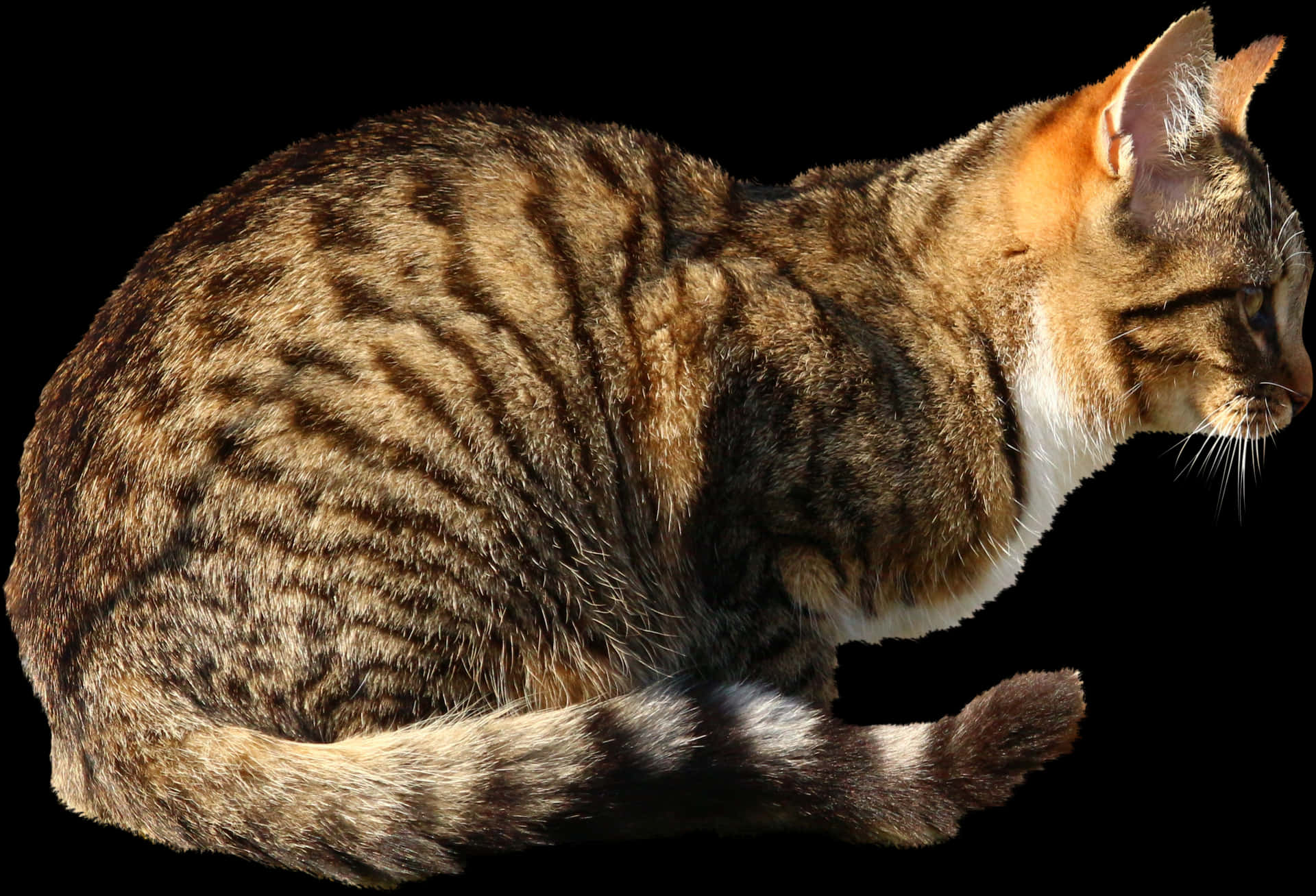 Tabby Cat Side View Black Background PNG Image