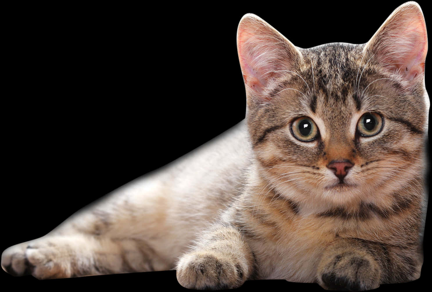 Tabby Kitten Black Background PNG Image