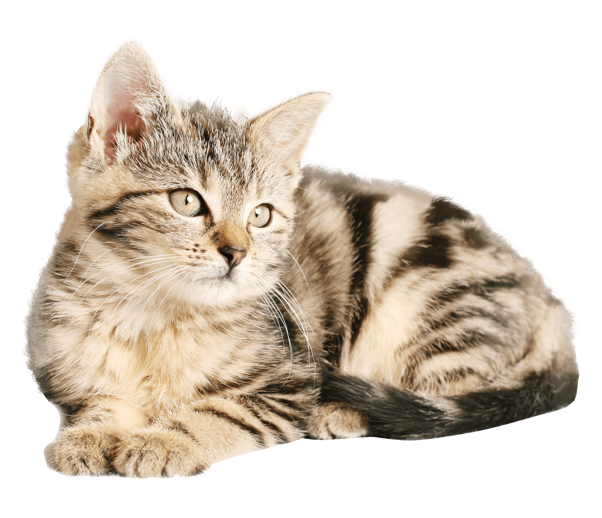 Tabby Kitten Looking Away PNG Image