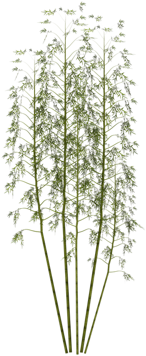 Tall Green Bamboo Cluster.png PNG Image