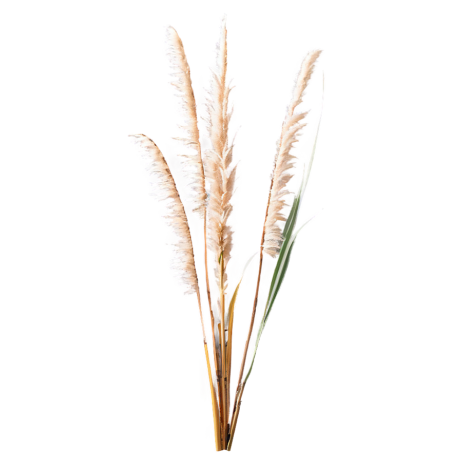 Tall Pampas Grass Png 06272024 PNG Image