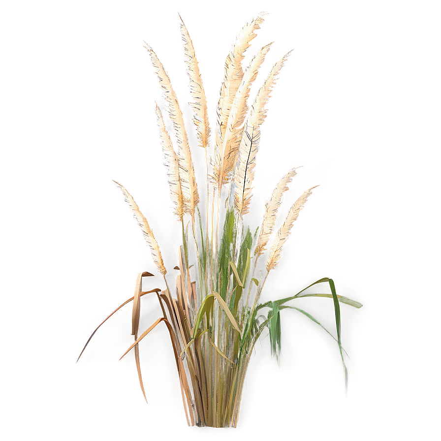 Tall Pampas Grass Png Ulb PNG Image