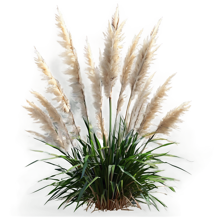 Tall Pampas Grass Png Wky PNG Image