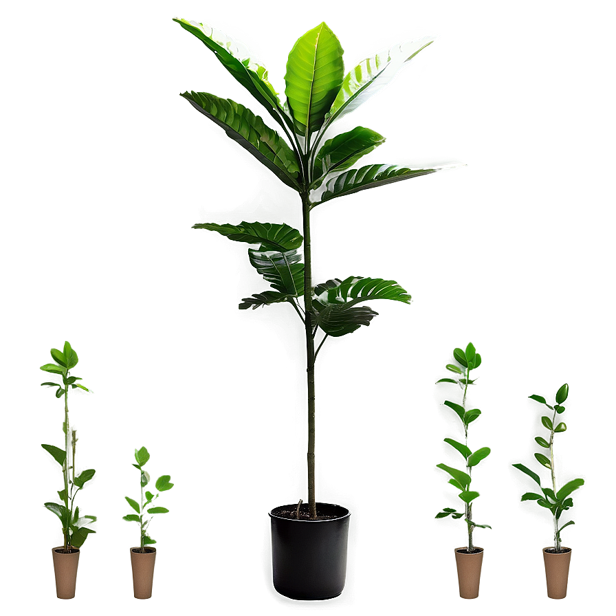 Tall Plant In Natural Light Png 23 PNG Image