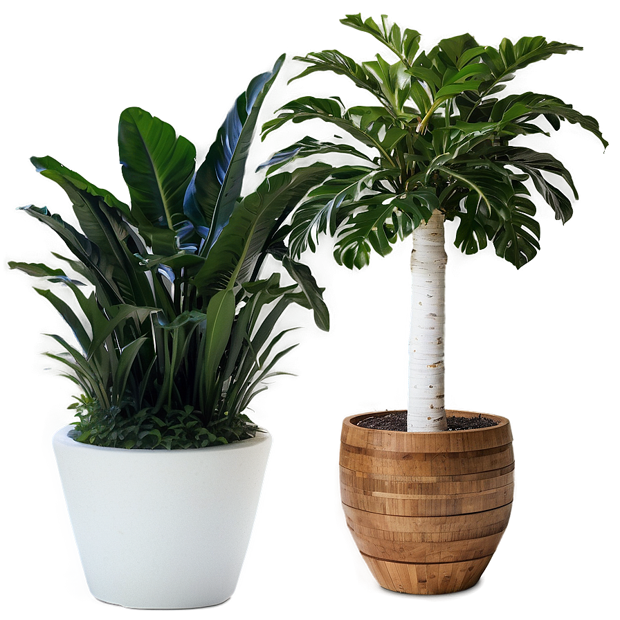 Tall Potted Plants For Privacy Png 72 PNG Image