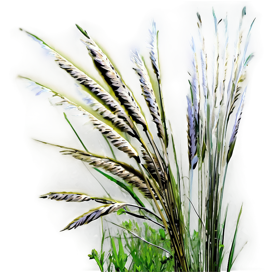 Tall Prairie Grass Png 68 PNG Image