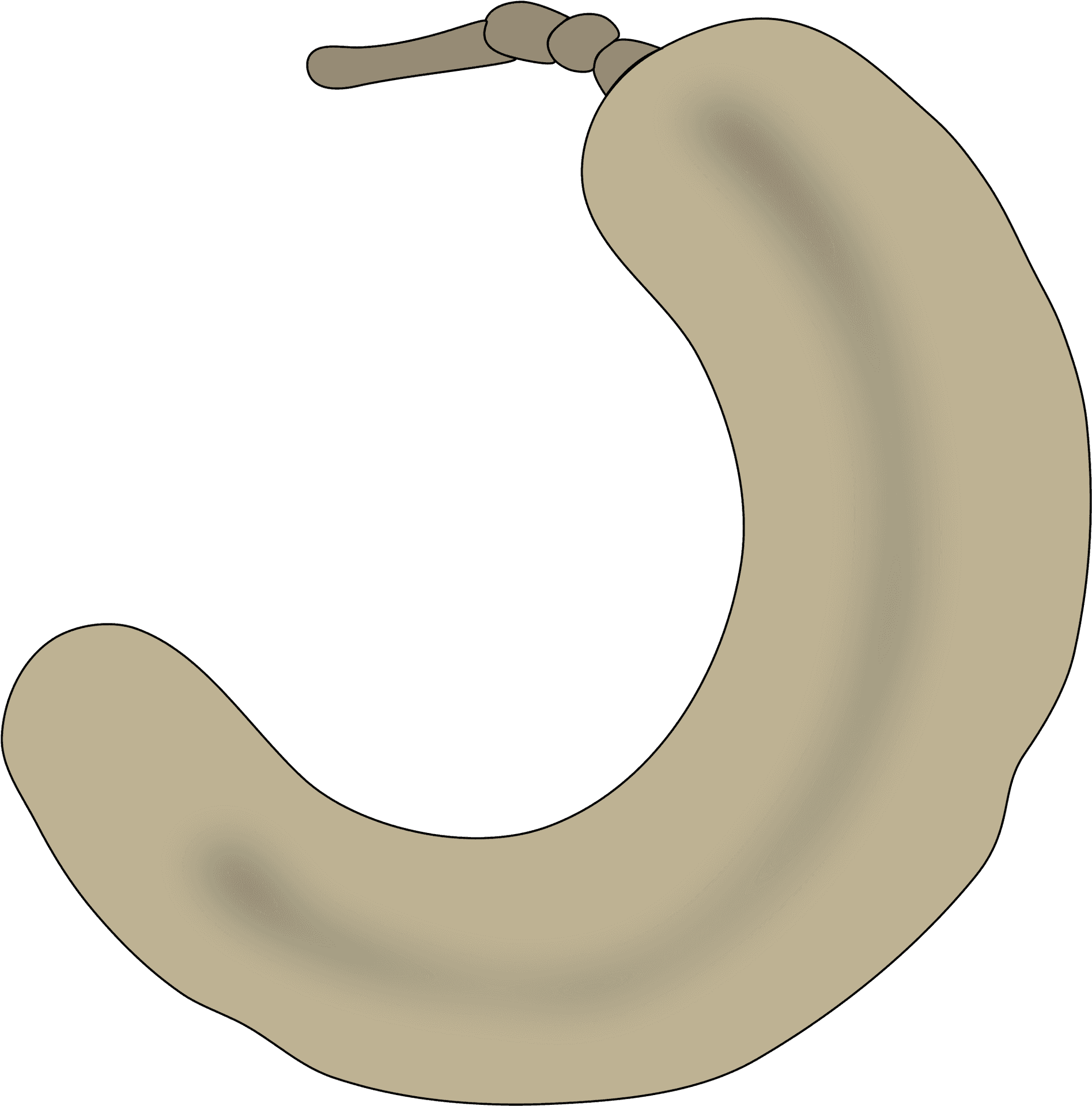 Tamarind Pod Illustration PNG Image