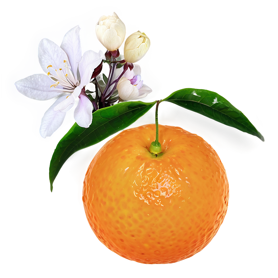 Tangerine With Flowers Png Yab51 PNG Image