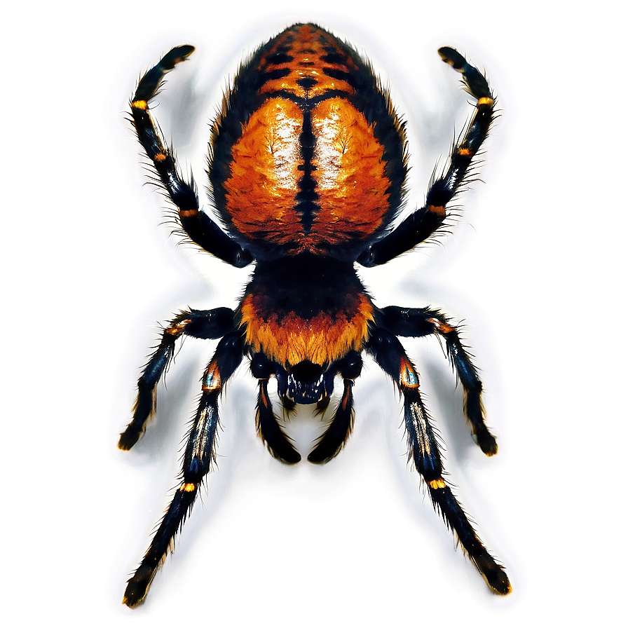 Tarantula Spider Png 64 PNG Image