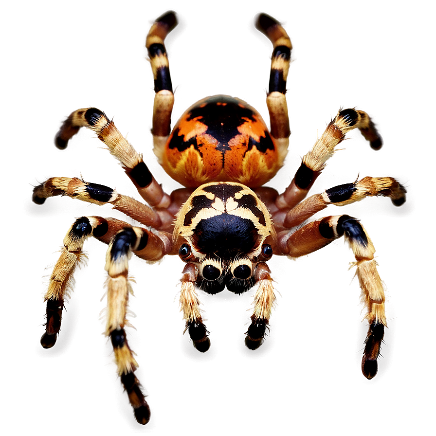 Tarantula Spider Png Ffv PNG Image