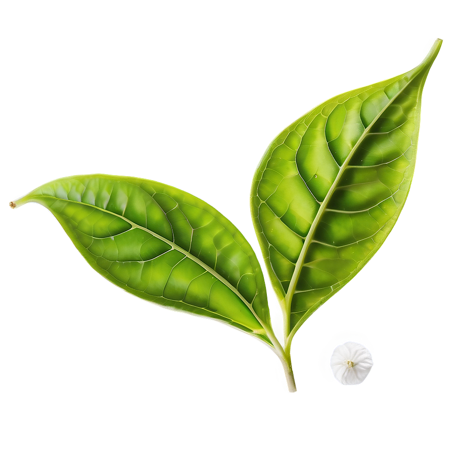 Tea Leaf D PNG Image