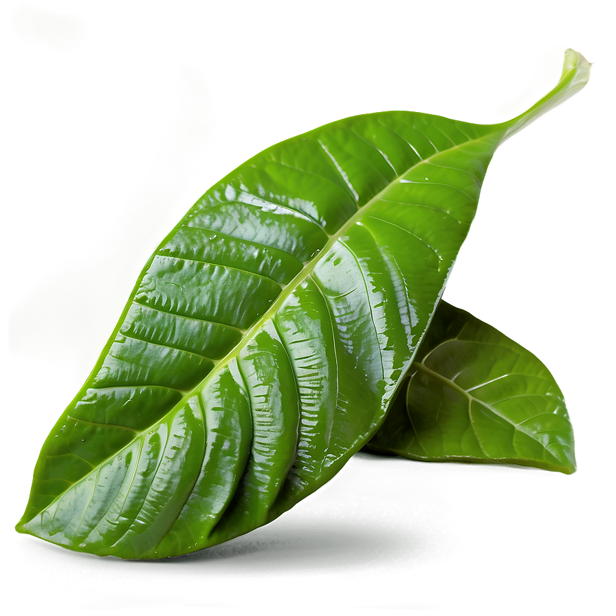 Tea Leaf Harvest Png 05242024 PNG Image