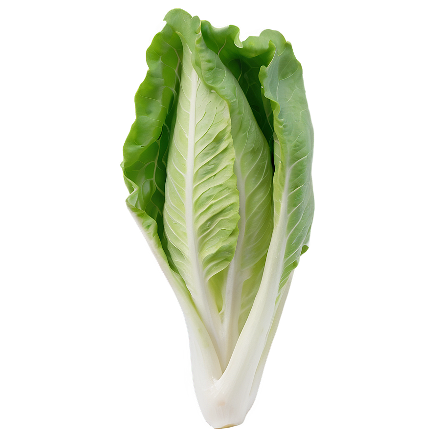 Tender Lettuce Png 05242024 PNG Image