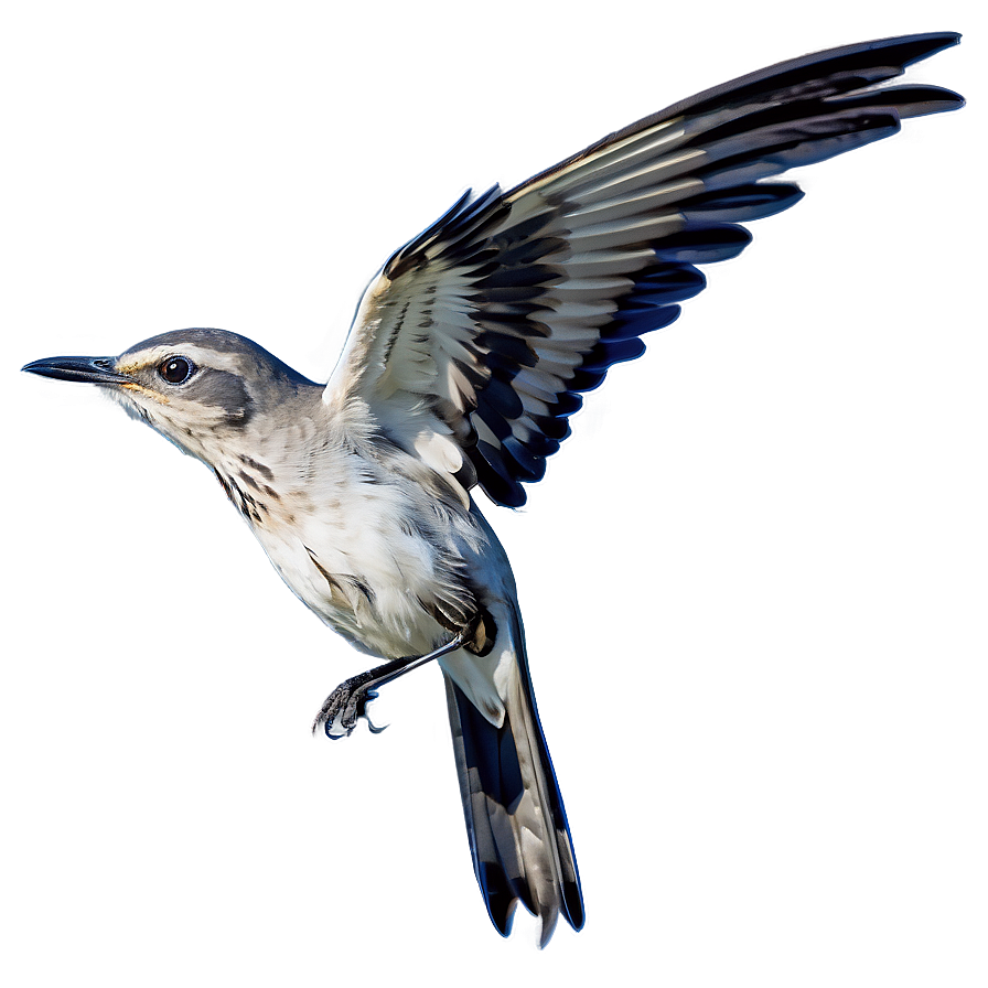 Tennessee State Bird Mockingbird Png Dxk PNG Image