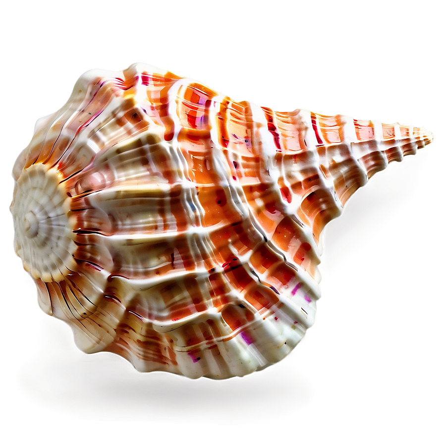 Textured Conch Shell Png Gjl33 PNG Image