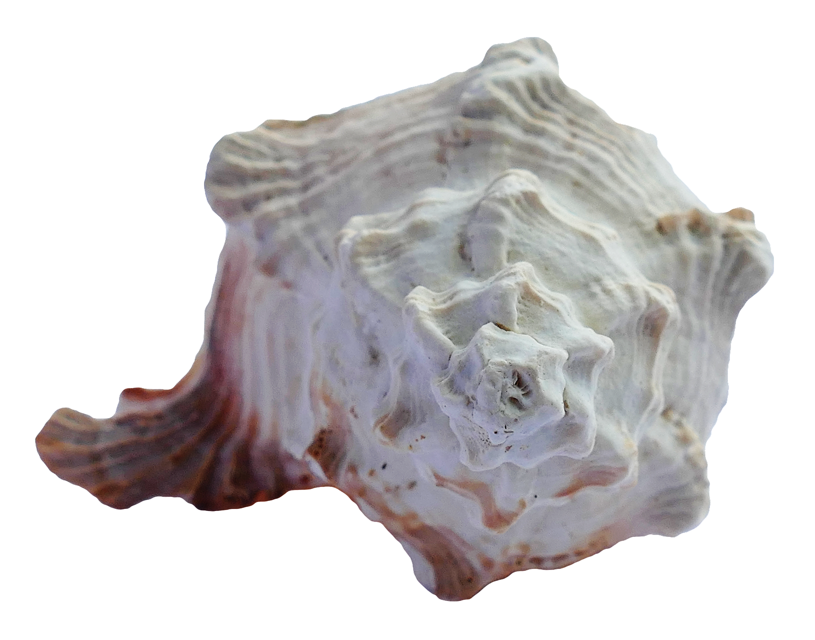 Textured Seashell Isolated Background PNG Image