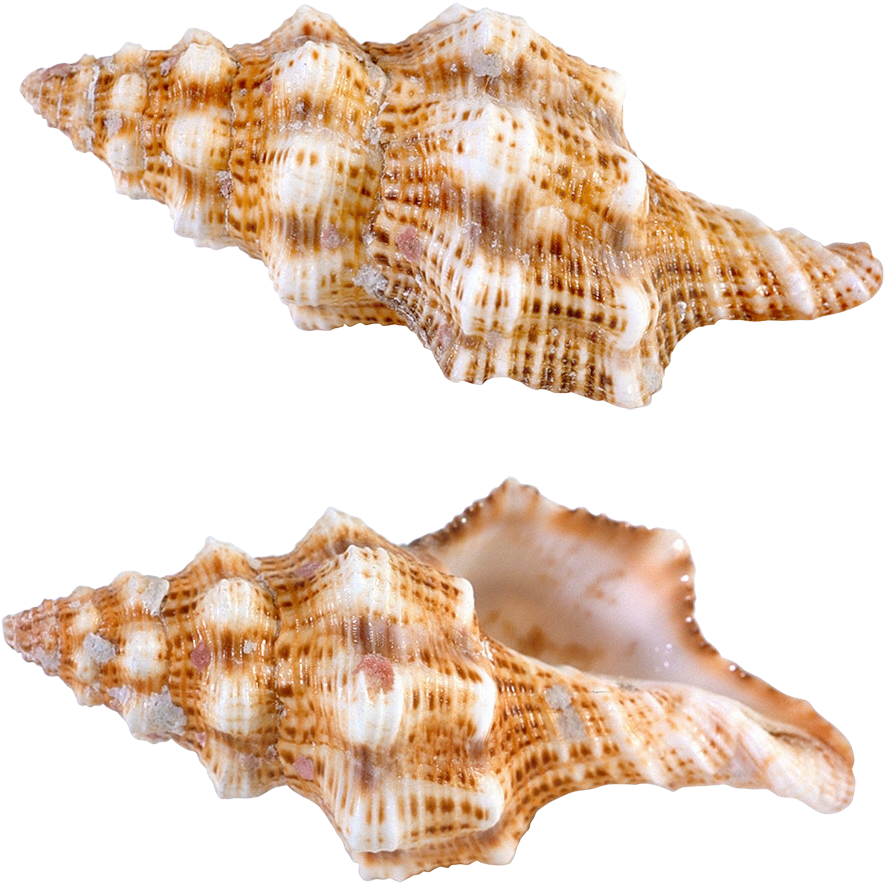 Textured Seashell Twin Display PNG Image