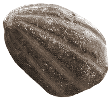 Textured Squash Closeup PNG Image