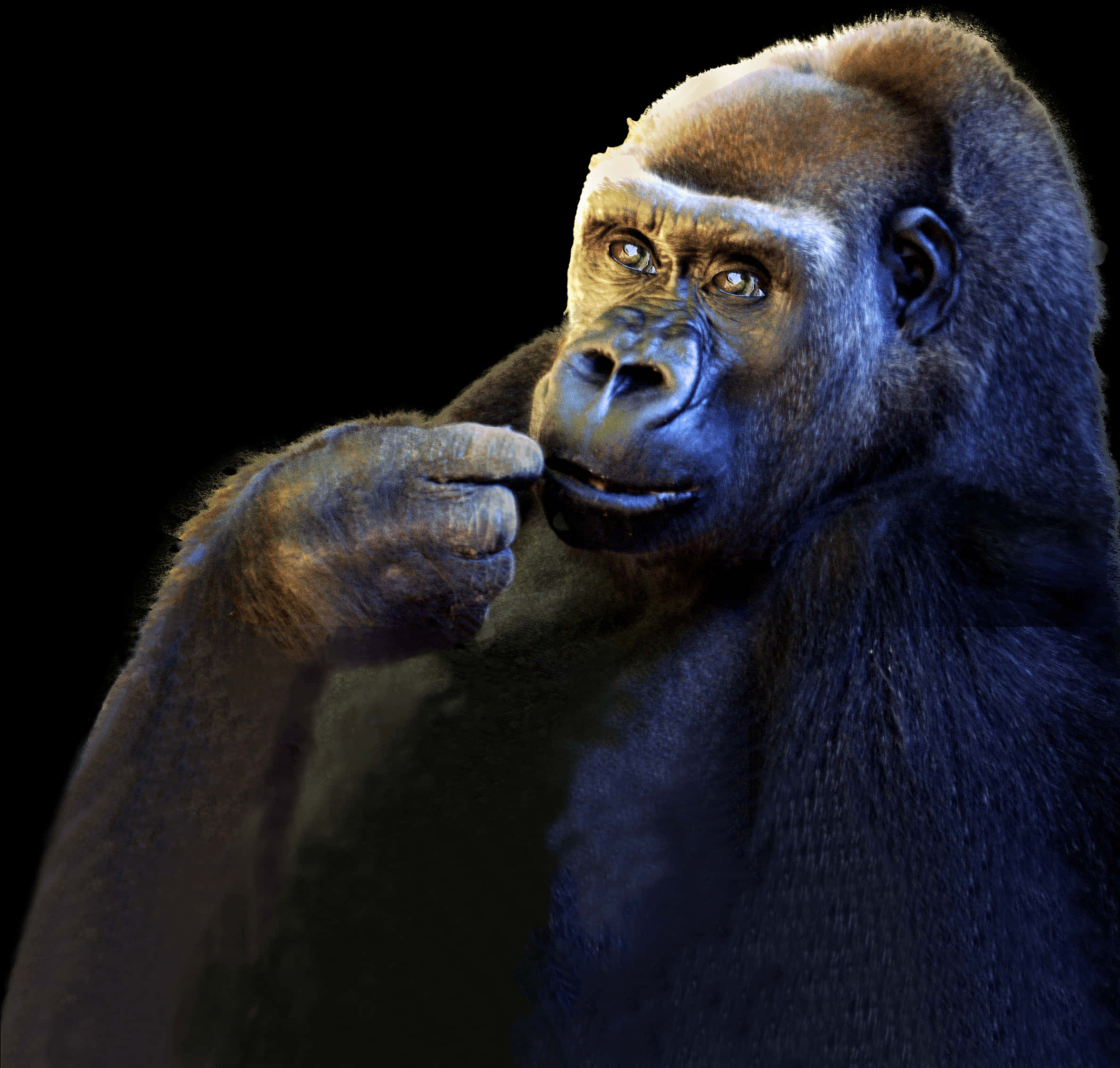 Thoughtful Gorilla Portrait PNG Image