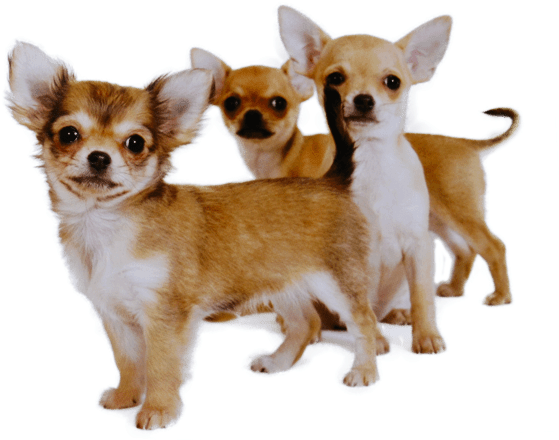 Three Chihuahua Puppies Together PNG Image