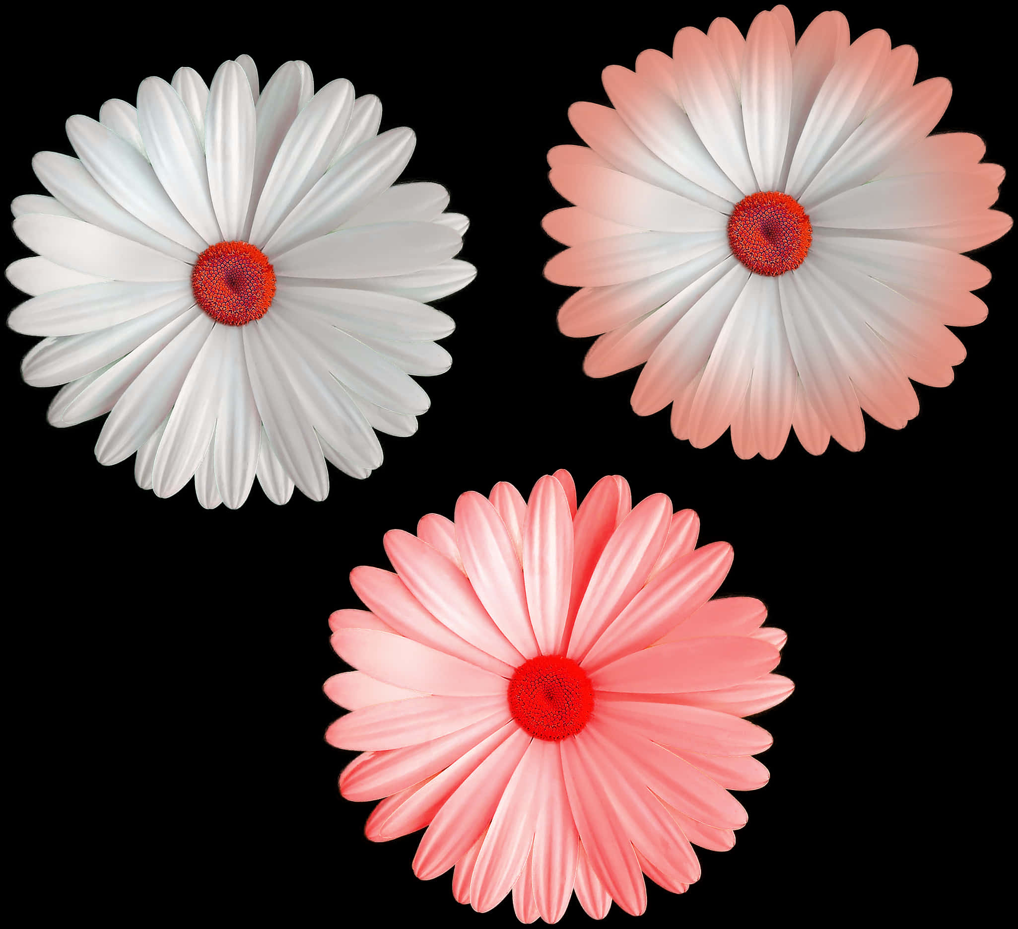 Three Colorful Daisies Black Background PNG Image