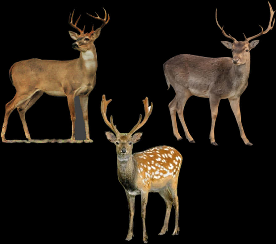 Three Deer Species Black Background PNG Image