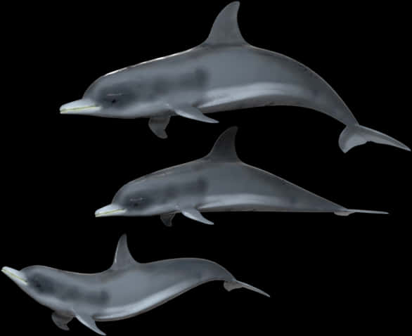 Three Dolphins Against Black Background PNG Image