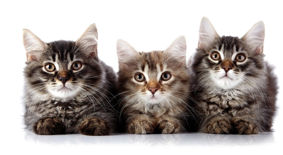 Three Fluffy Kittens PNG Image