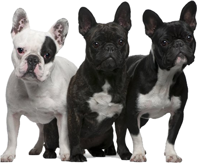 Three French Bulldogs Variety Colors PNG Image