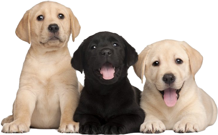 Three Labrador Puppies Smiling PNG Image