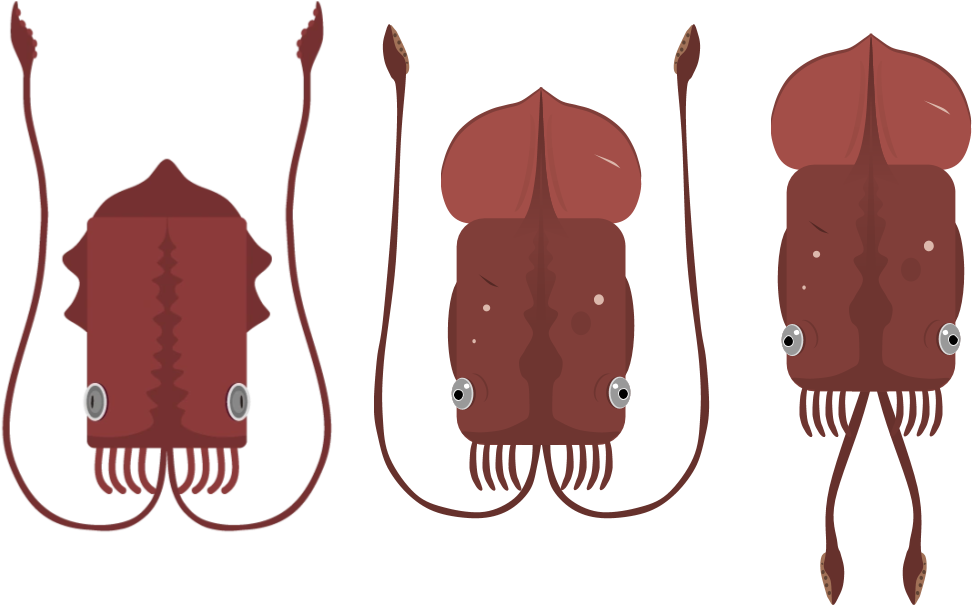 Three Red Squids Illustration PNG Image