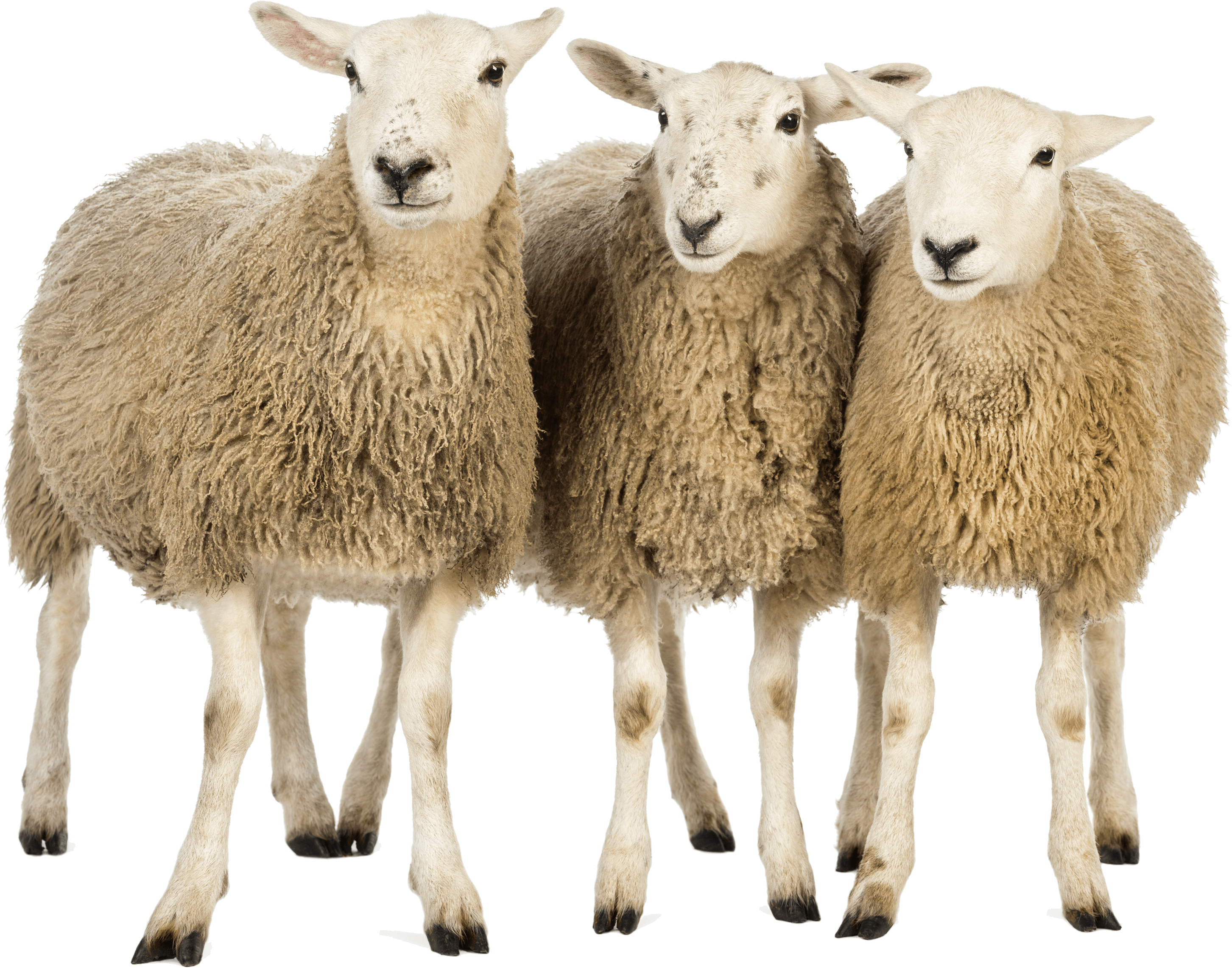 Three Sheep Friends PNG Image