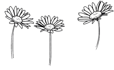 Three Sketch Daisies PNG Image