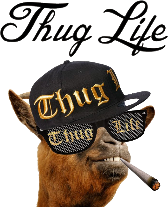 Thug Life Camelwith Attitude.png PNG Image