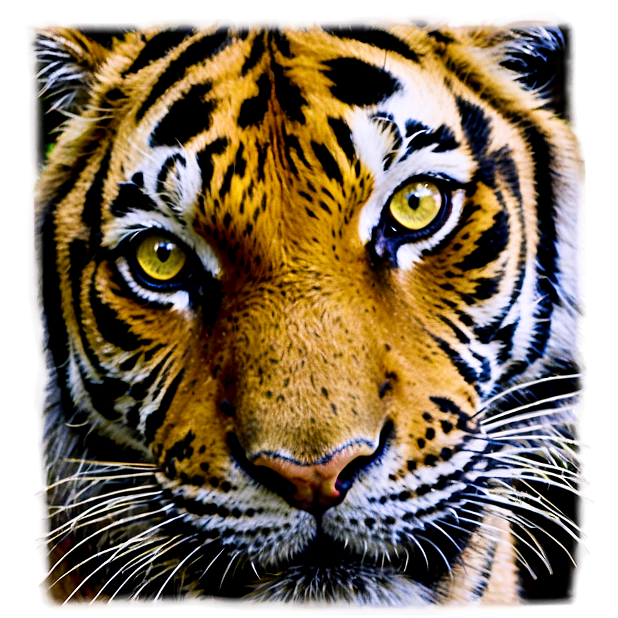 Tiger Eyes In The Jungle Png 06252024 PNG Image