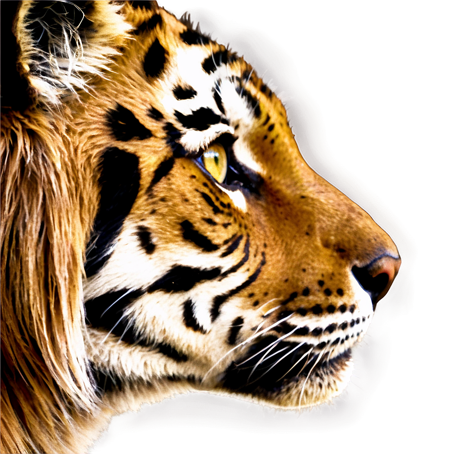 Tiger Eyes Png Kng PNG Image