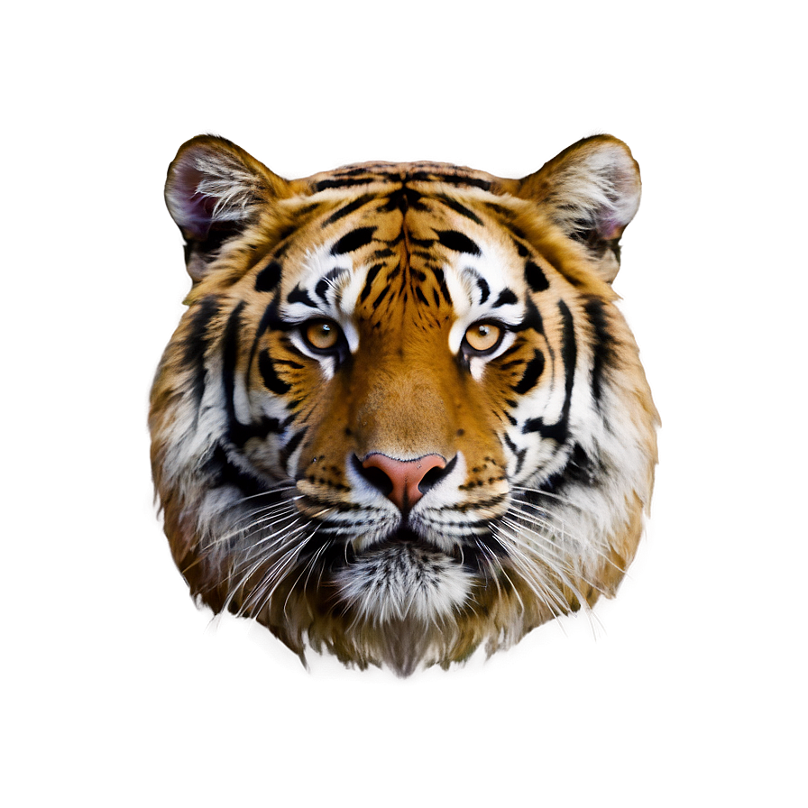 Tiger Face In Shadows Png 06252024 PNG Image