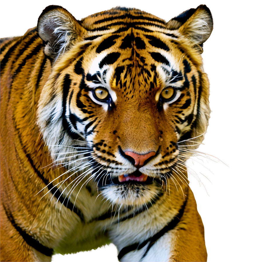 Tiger Hunting Png Hmp23 PNG Image