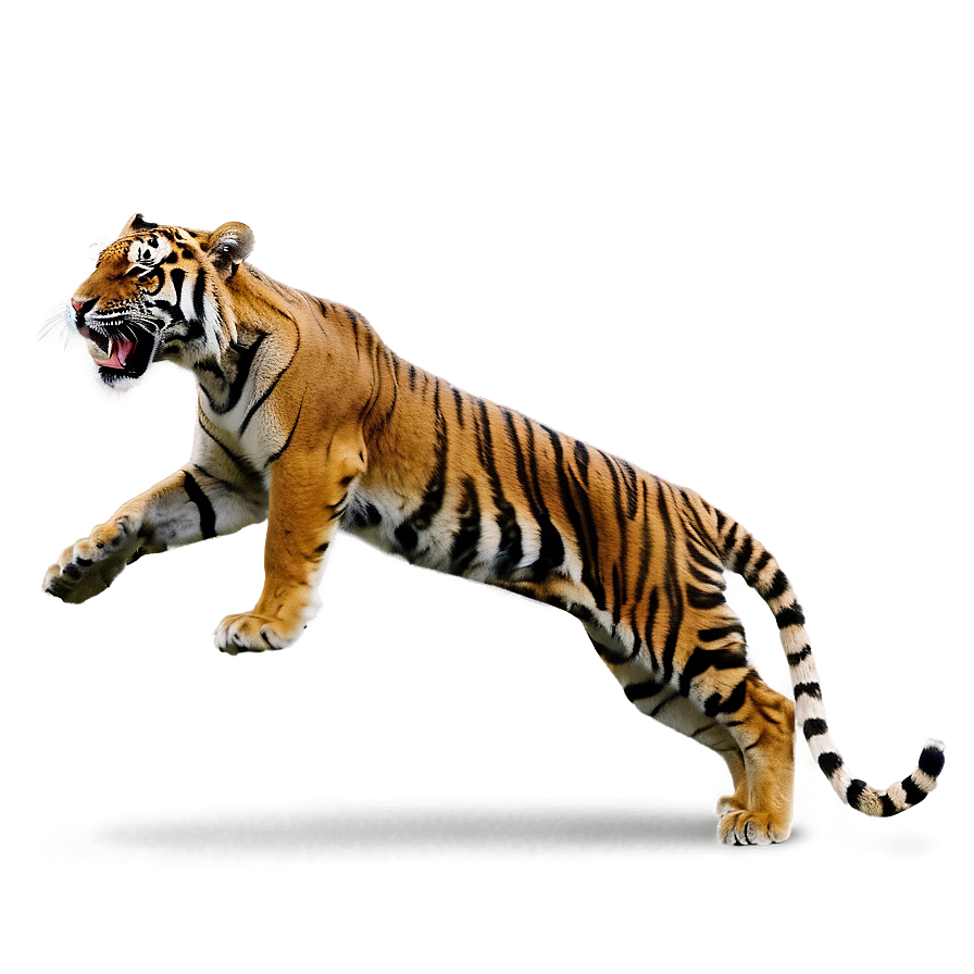 Tiger Hunting Png Olr43 PNG Image