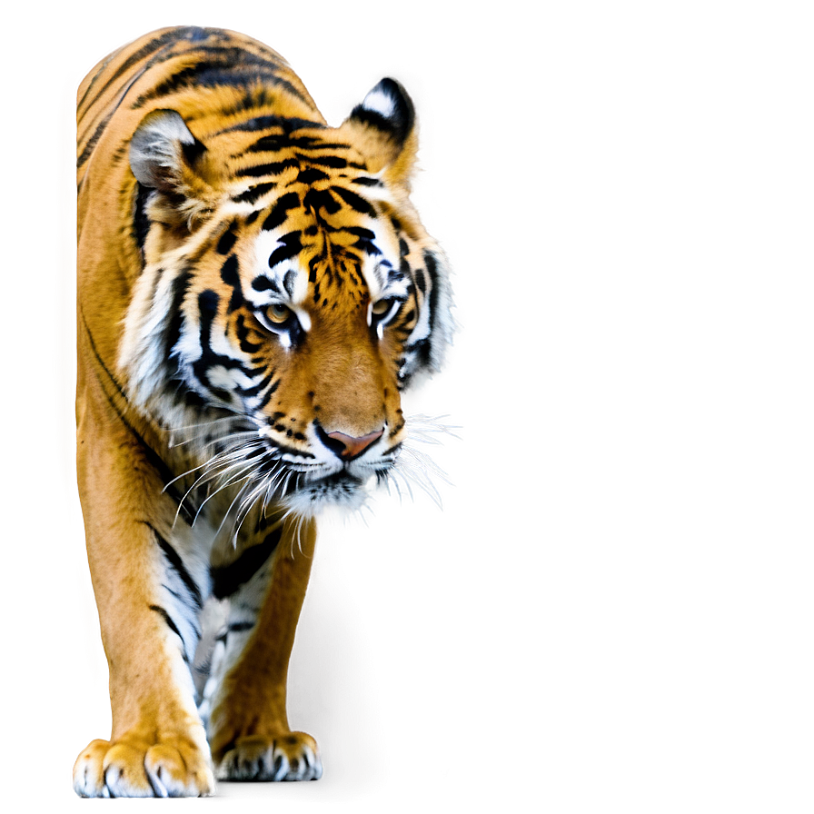 Tiger In Jungle Png 05032024 PNG Image