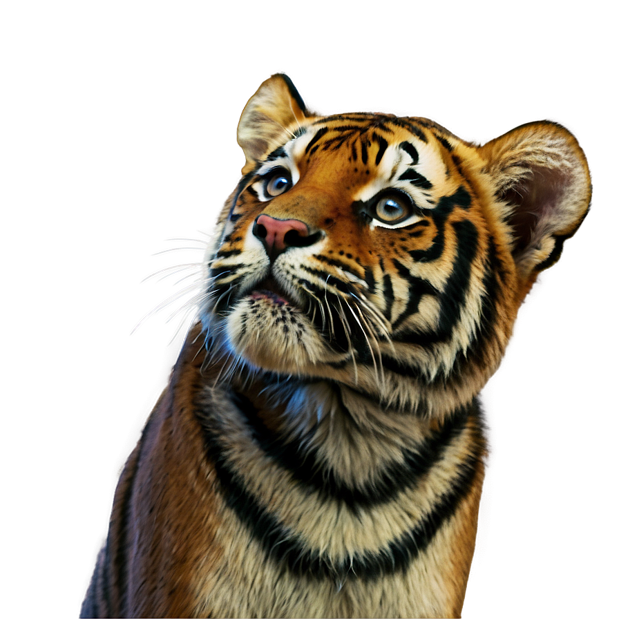 Tiger Looking Up Png 49 PNG Image