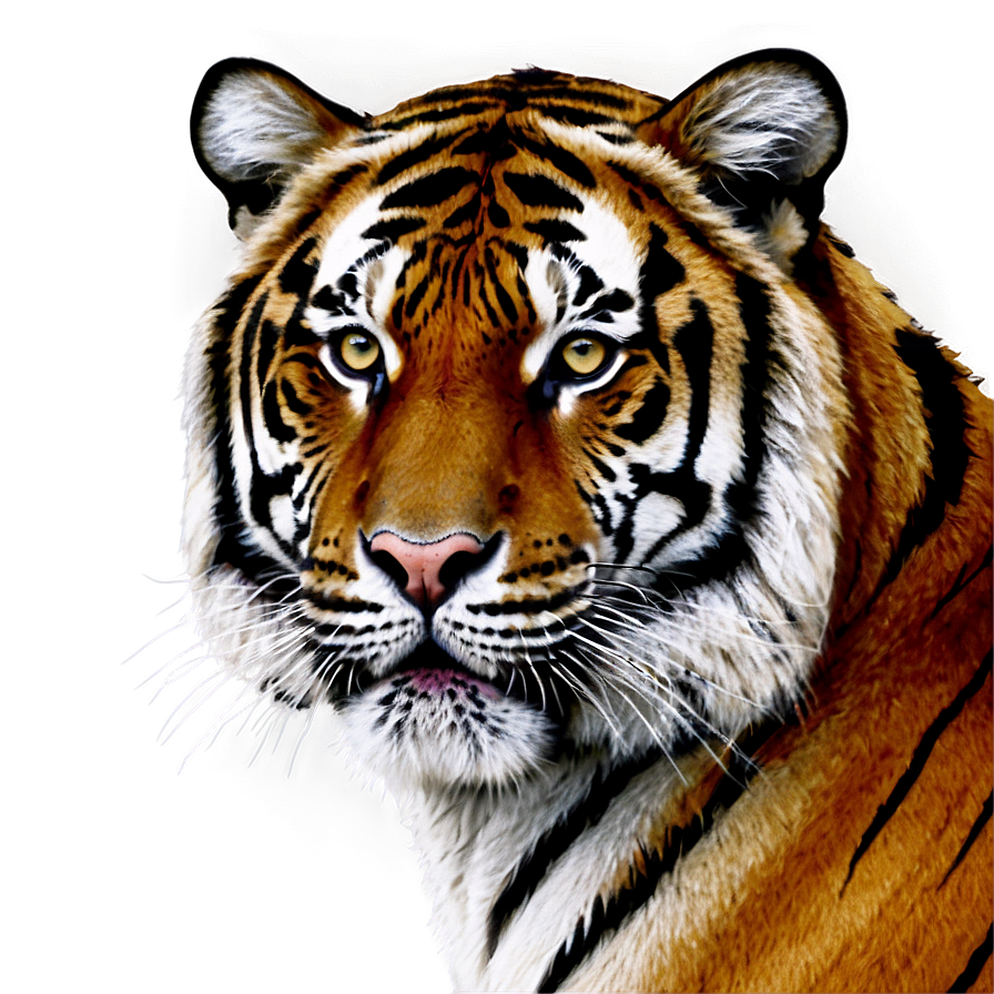 Tiger Portrait Png Jop72 PNG Image