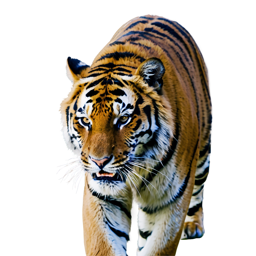 Tiger's Fierce Warning Png Jxh PNG Image