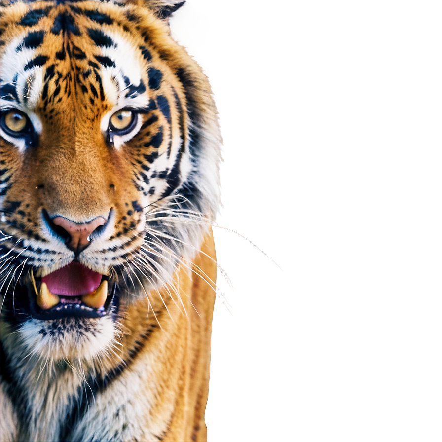 Tiger's Fierce Warning Png Slu PNG Image