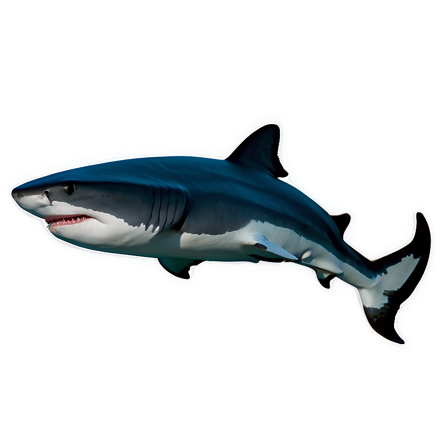 Tiger Shark Black And White Png 85 PNG Image