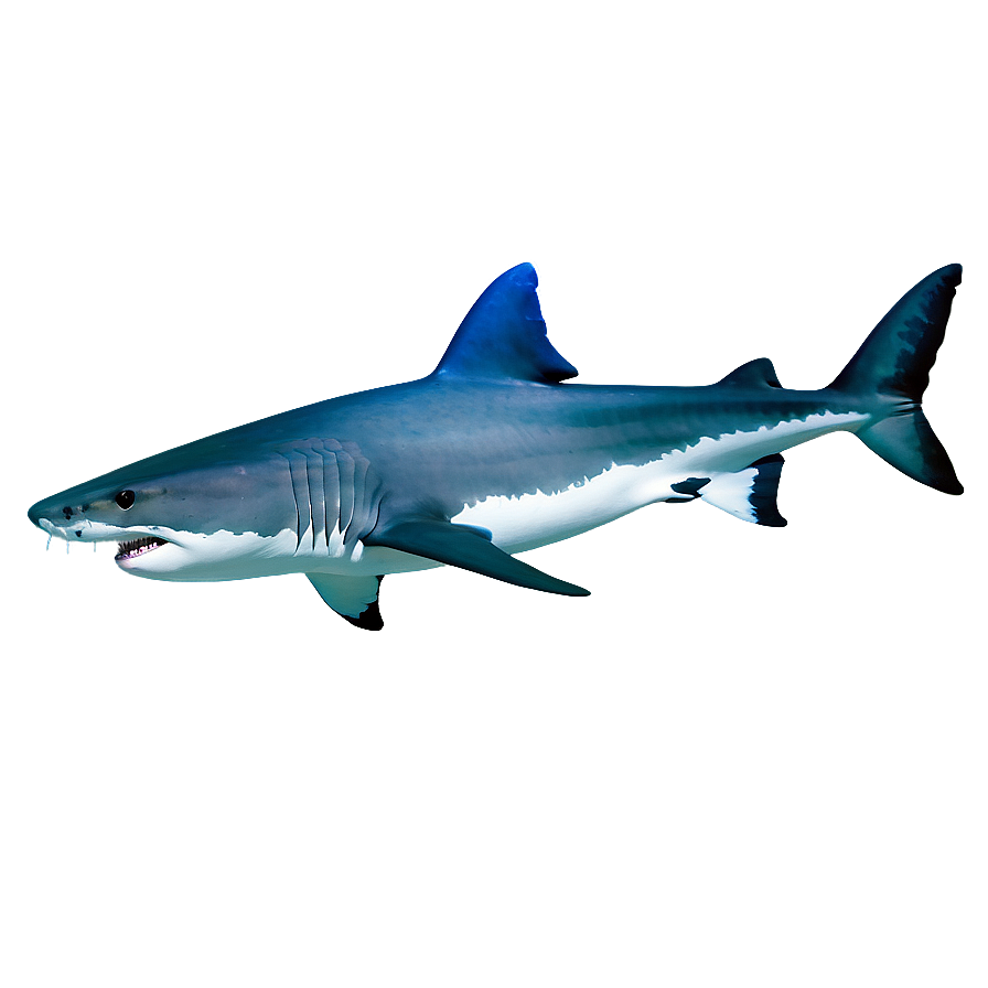 Tiger Shark Evolution Chart Png Bhd PNG Image